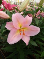 [4201 Fenice No102.JPG]